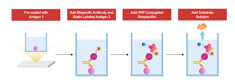 Schematic Workflow of the Bridging ELISA Kits
