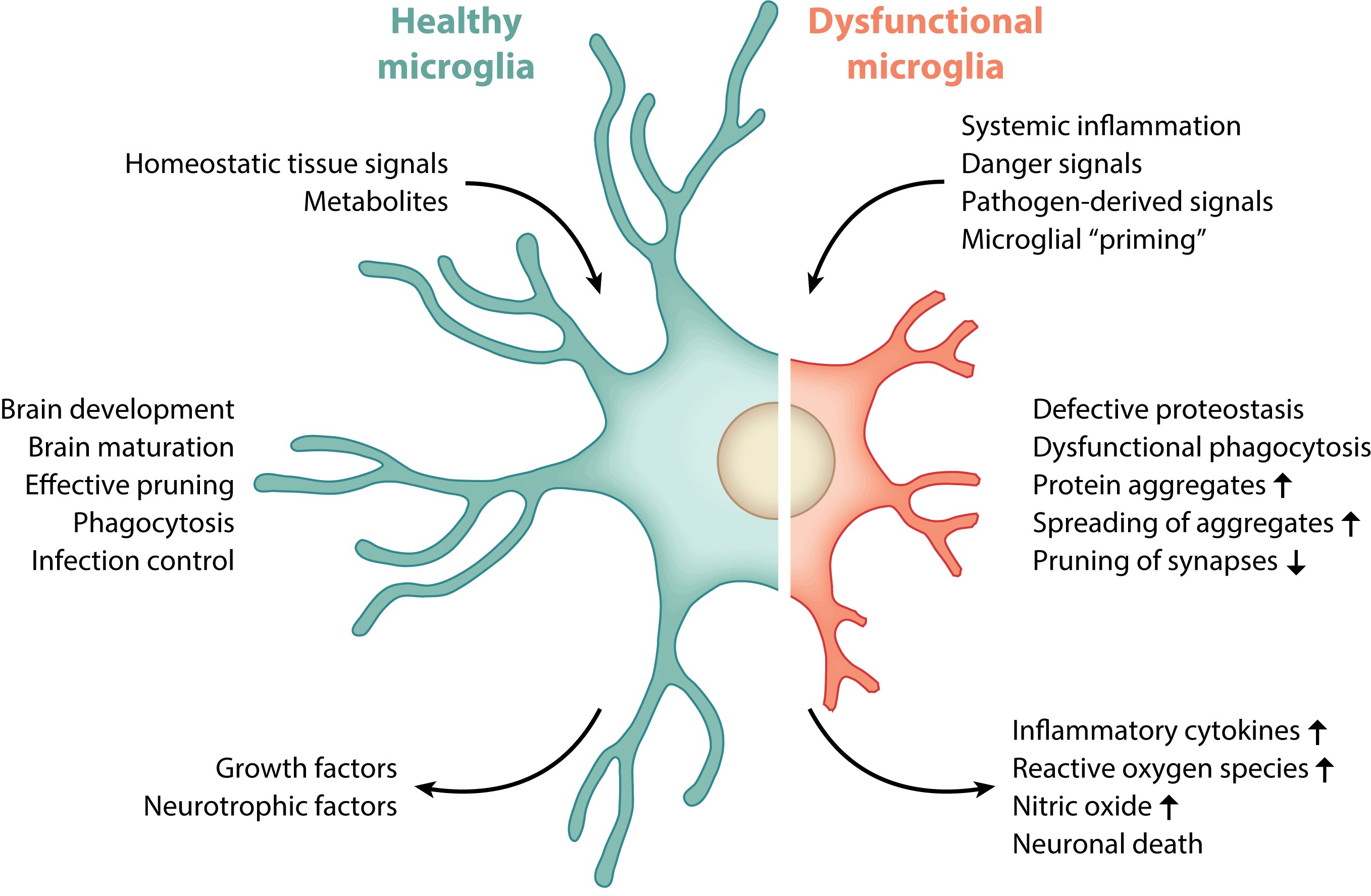 Healthy vs dysfunctional microglia
