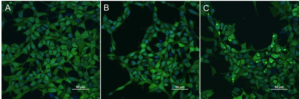 Tau PFF-induced tau aggregation