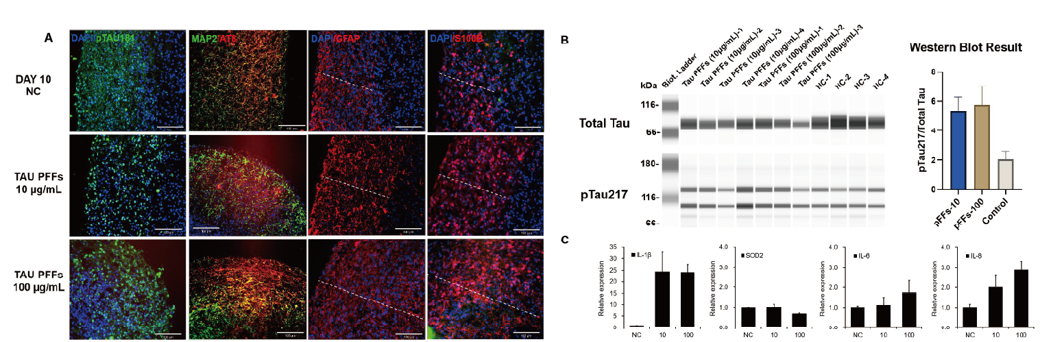 Tau PFF-induced AD pathology