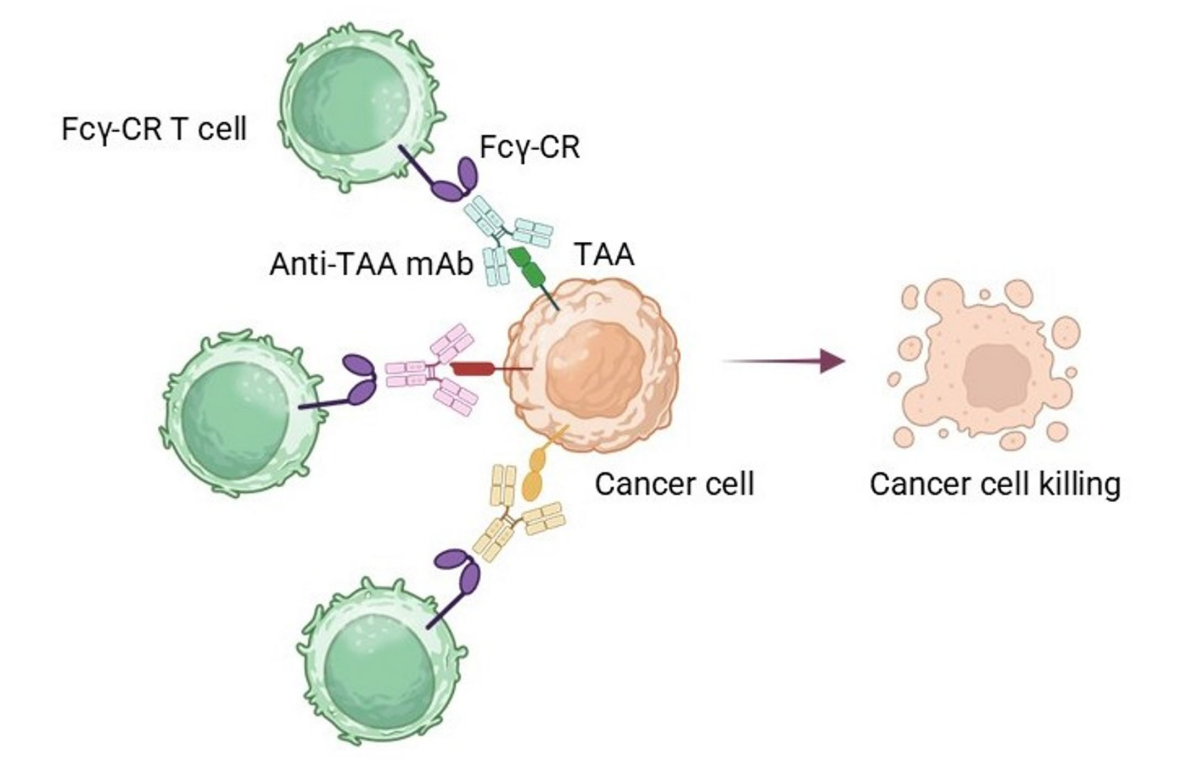 Fcγ receptor-driven chimeric receptor T cell-mediated tumor cytotoxicity