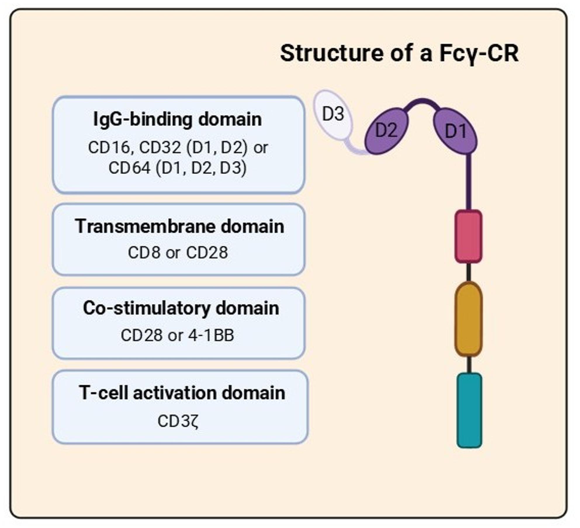 Modular structure of an Fcγ receptor–based chimeric receptor (FcγR-CR)