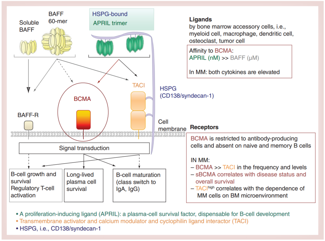 Diagram showing BCMA signaling through APRIL and BAFF in multiple myeloma.