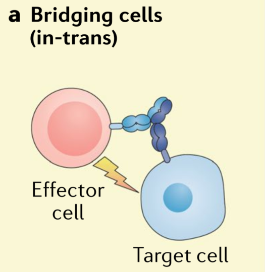 Illustration of BCMA×CD3 bispecific antibody-mediated T-cell engagement and tumor cell killing.