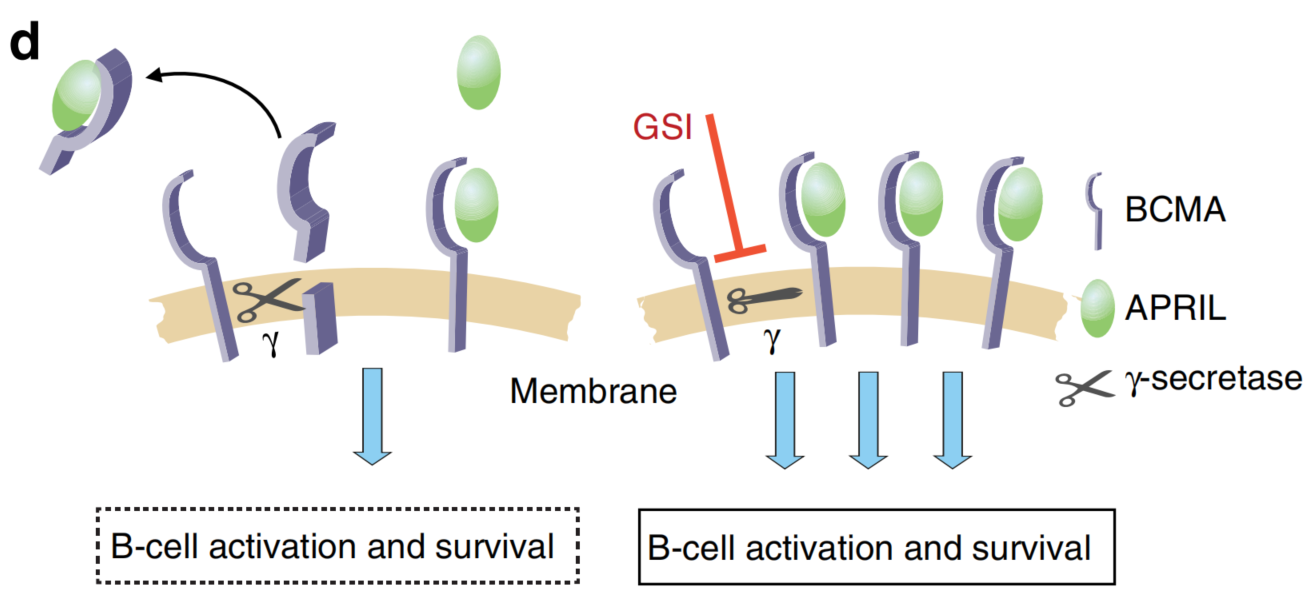 Diagram showing γ-secretase-mediated BCMA shedding and the effects of γ-secretase inhibitors on membrane-bound BCMA and soluble BCMA (sBCMA).