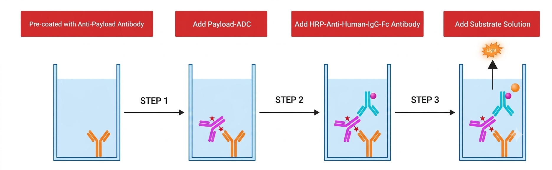 Principle of the payload-specific ELISA for intact ADC quantification.