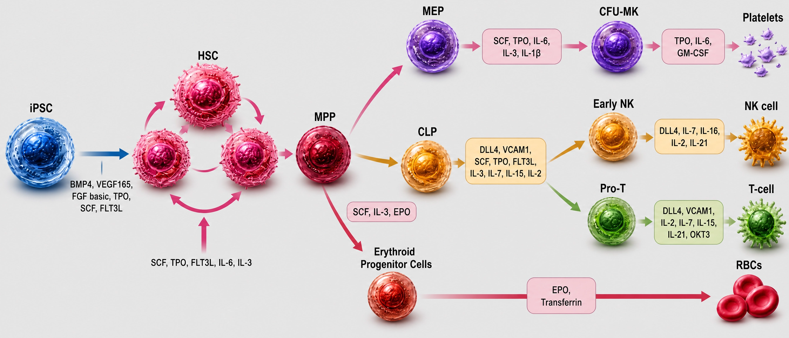Schematic diagram of iPSC-derived HSCs to therapeutic platelets, NK cells, T cells and RBCs with key cytokine cocktails.
