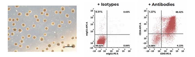 Morphological characteristics and marker expression of iPSC-derived HSPCs after 14 days of differentiation