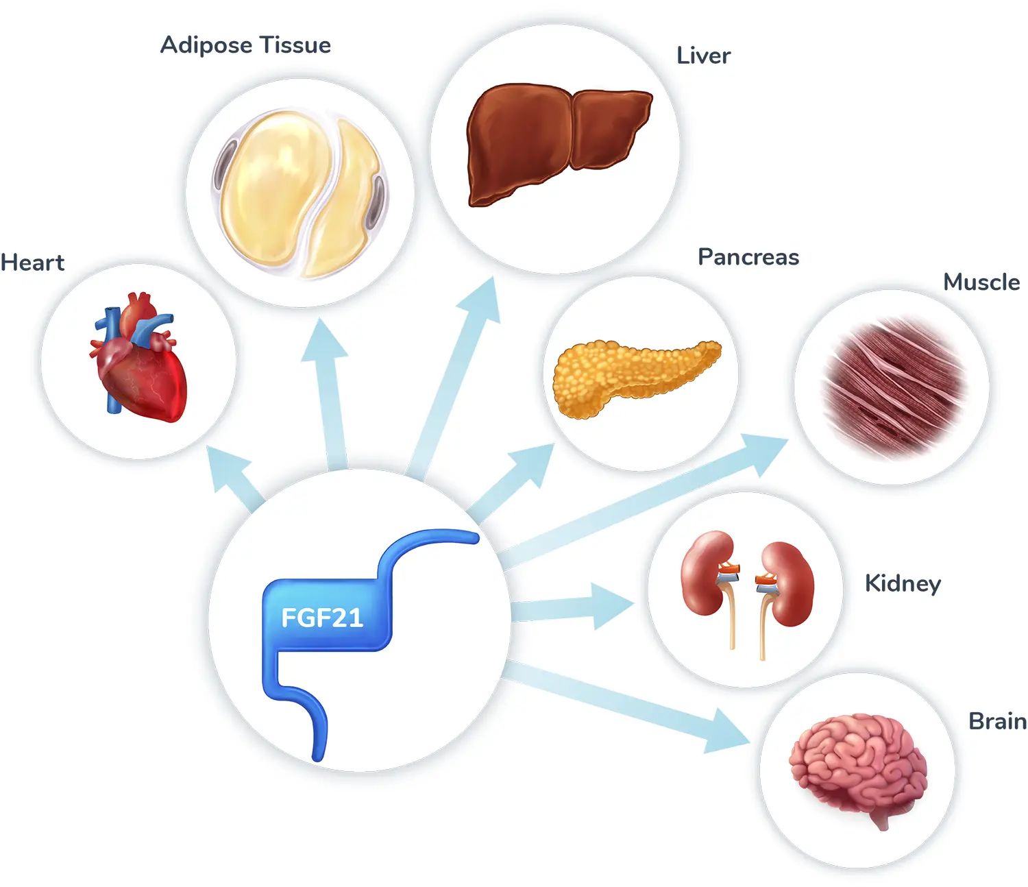 FGF21 Is an Endogenous Hormone with Broad Effects Across Multiple Organs