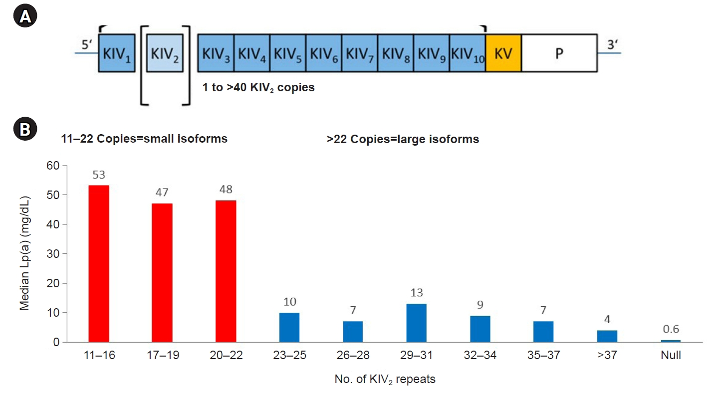 Relationship between apolipoprotein(a) (apo(a)) kringle IV type 2 (KIV-2) repeat number and plasma lipoprotein(a) (Lp(a)) concentrations