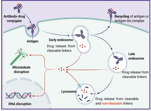 ADC mechanism diagram with endosome, lysosome, and intracellular drug release