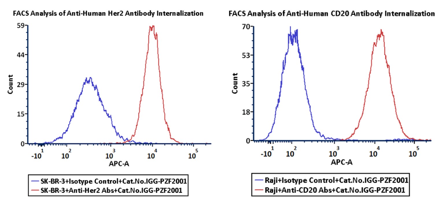 FACS analysis of antibody internalization showing trastuzumab in HER2 positive cells and rituximab in CD20 positive cells with IgG1 isotype control