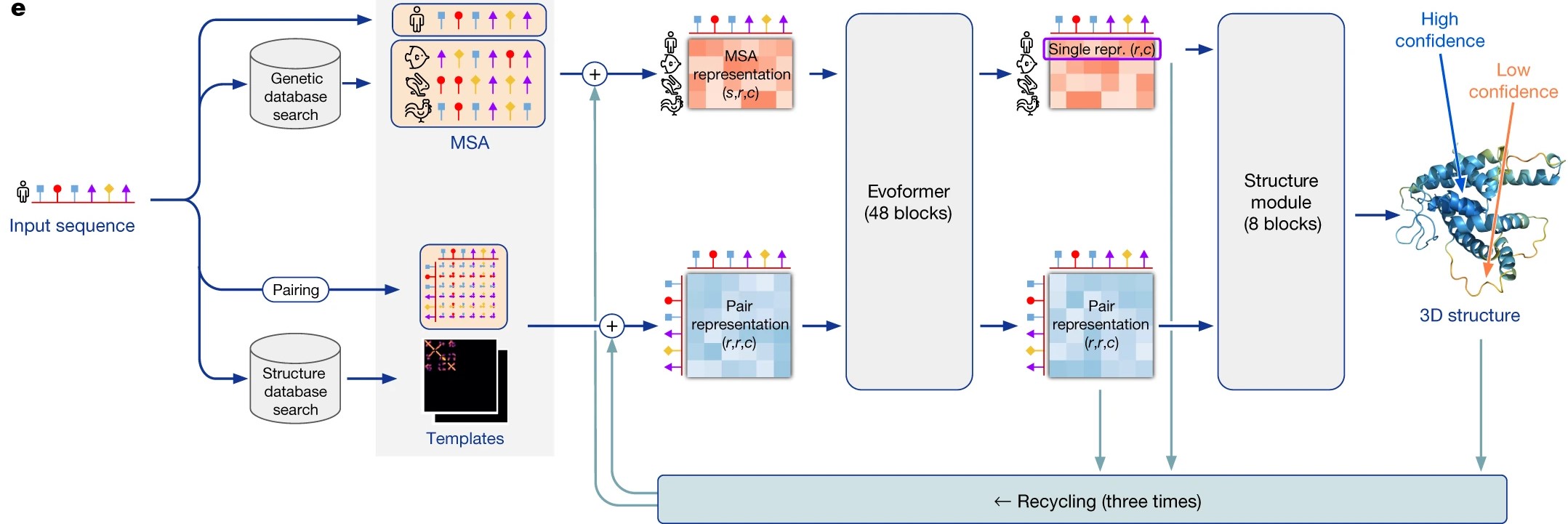 AlphaFold2 neural network architecture illustrating AI-based protein structure prediction workflow for antibody and bispecific antibody design