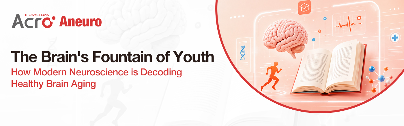 Healthy brain aging and modern neuroscience