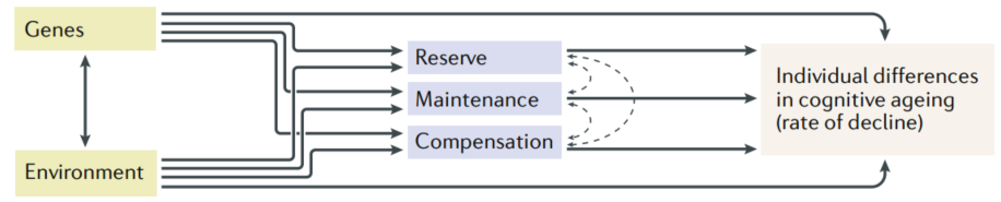 Brain aging mechanisms: reserve, maintenance and compensation