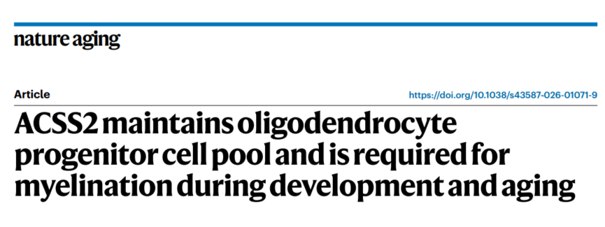 ACSS2 supports oligodendrocyte maintenance and myelination