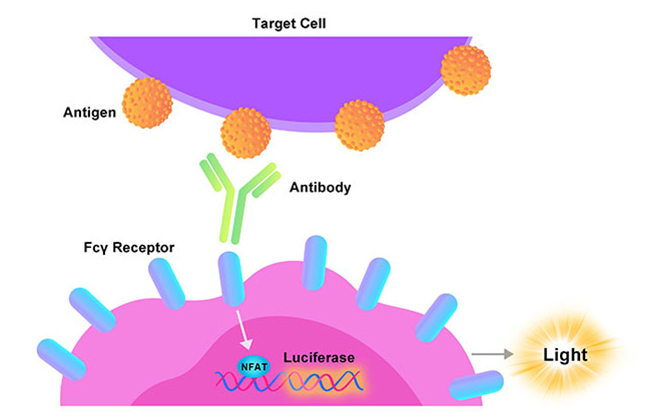 ADCC reporter cell line assay for FcγR signaling ADCC reporter cell line assay for FcγR signaling