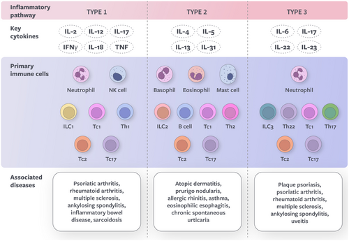 Overview of types 1, 2, and 3 immune responses