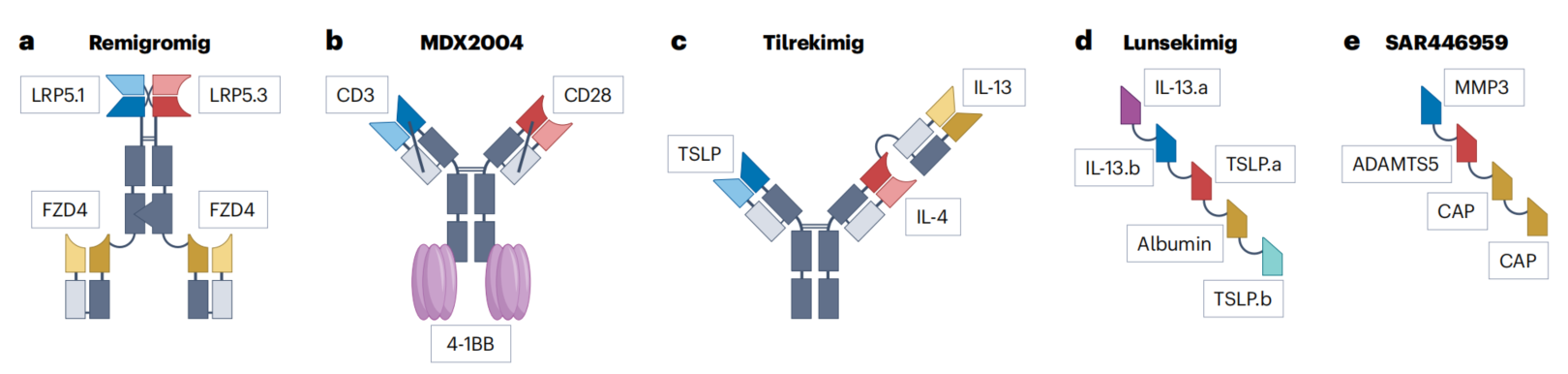 Multispecific antibody mechanisms and design strategies including Remigromig, MDX2004, Tilrekimig, Lunsekimig and SAR446959