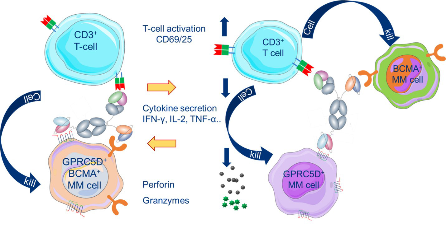 Mechanism of action of JNJ-5322 trispecific antibody targeting BCMA, GPRC5D and CD3 to activate T cells and kill multiple myeloma cells