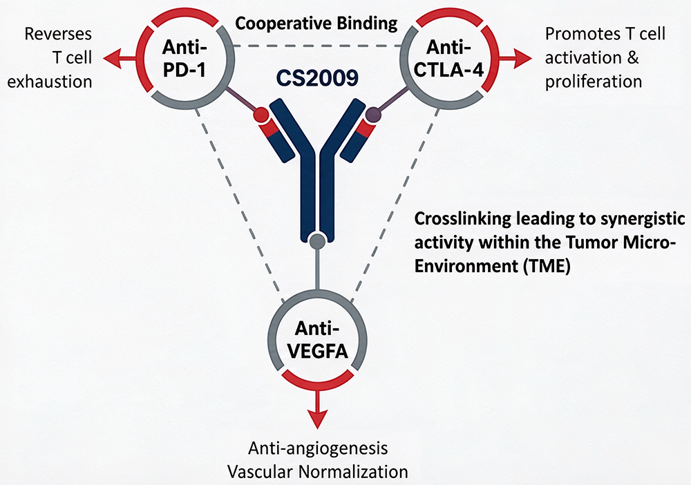 Mechanism of action of CS2009 trispecific antibody targeting PD-1, CTLA-4 and VEGFA to enhance T cell activation and normalize tumor vasculature
