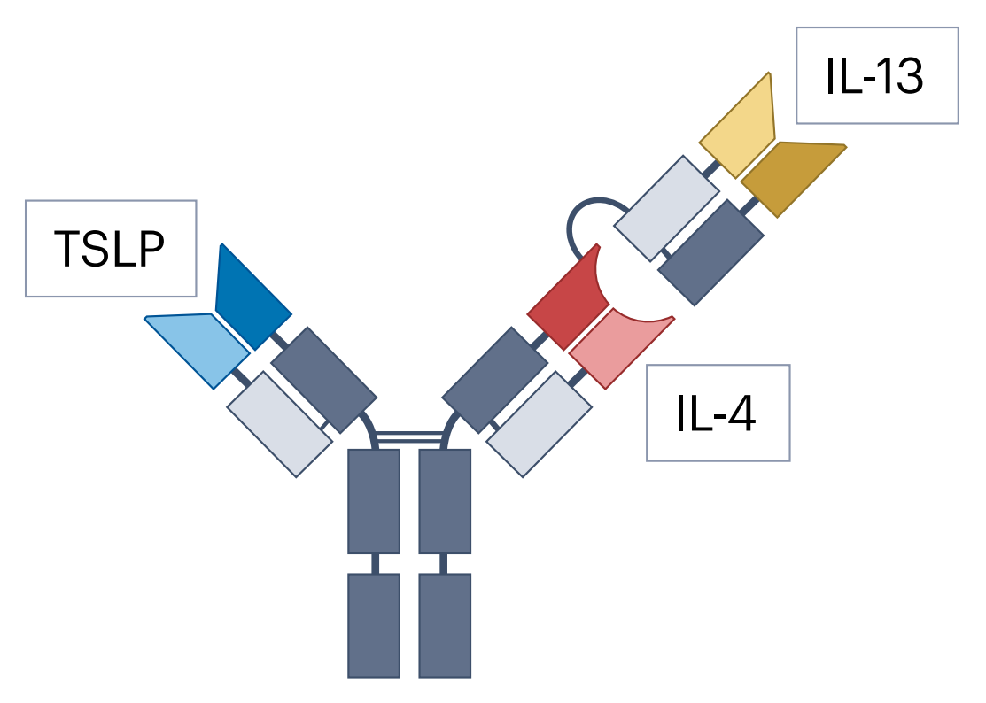Mechanism of action of Tilrekimig trispecific antibody targeting IL-4, IL-13 and TSLP for broad inhibition of type 2 inflammation
