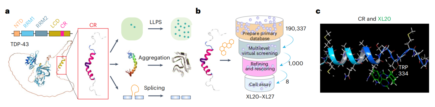 Discovery of XL20 and its targeted interaction with TDP-43