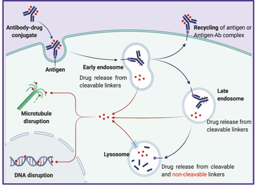 Intracellular trafficking routes of an internalizing antibody-drug conjugate