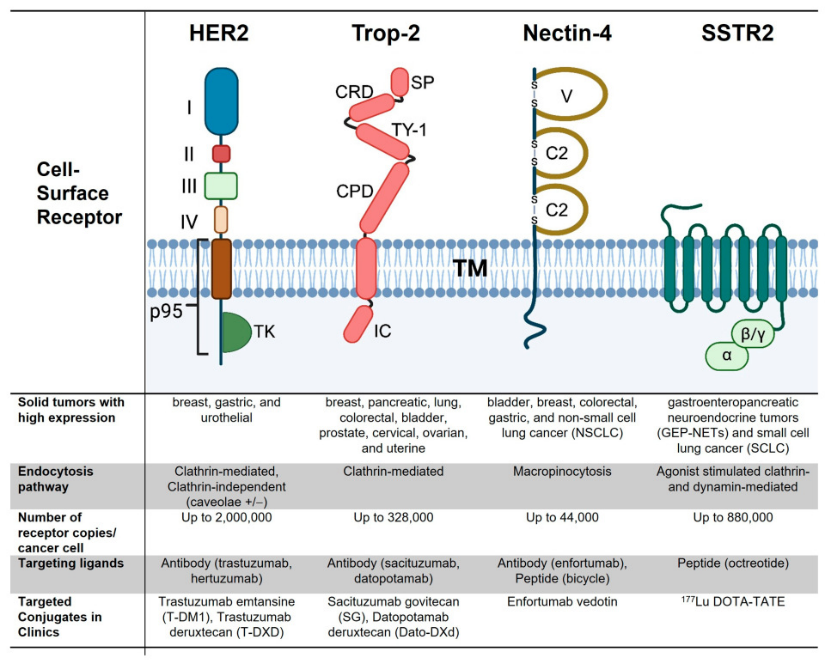 Cell-surface receptors targeted by approved antibody-drug conjugates and their trafficking characteristics