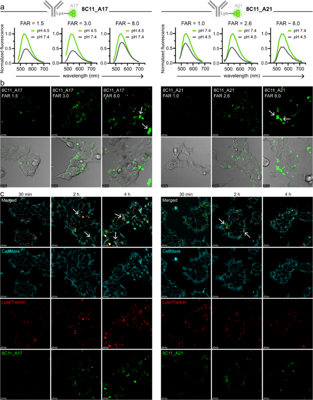Real-time imaging of antibody internalization using pH-responsive fluorophores