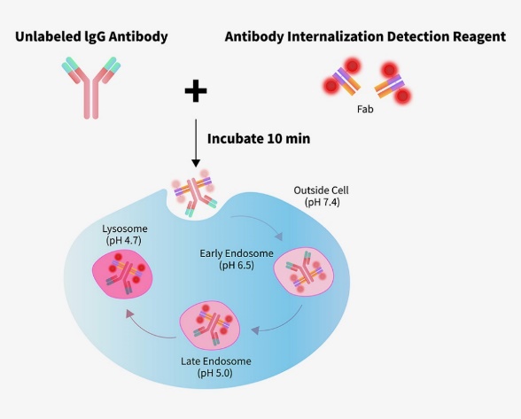 Fc-directed pH-sensitive detection of human IgG antibody internalization