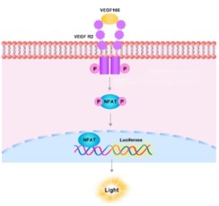 Determine the Optimal Antigen Concentration