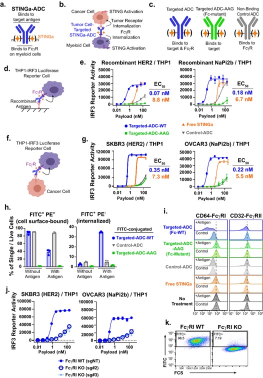 FcγRI-mediated uptake and STING activation by HER2- and NaPi2b-targeted ADCs in THP-1 cells