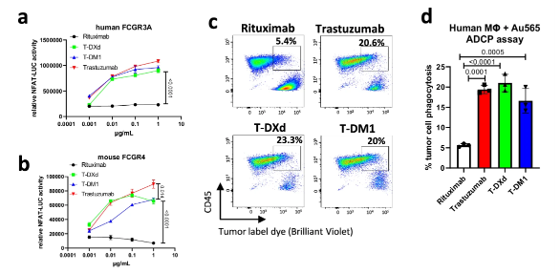 FcγRIIIa activation and macrophage ADCP mediated by T-DM1 and T-DXd in HER2-positive tumor models