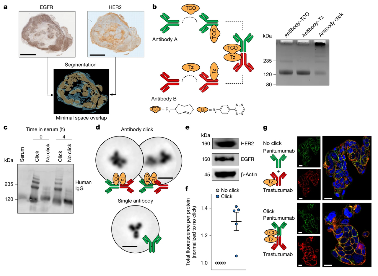 In vivo antibody–ADC click assembly using TCO–tetrazine bioorthogonal chemistry