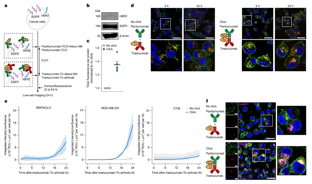 Antibody–ADC click enhances internalization across HER2-expressing cancer cells