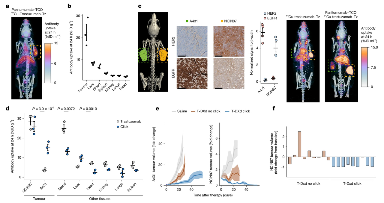  Antibody–ADC click enhances tumor uptake and antitumor activity in heterogeneous tumor models