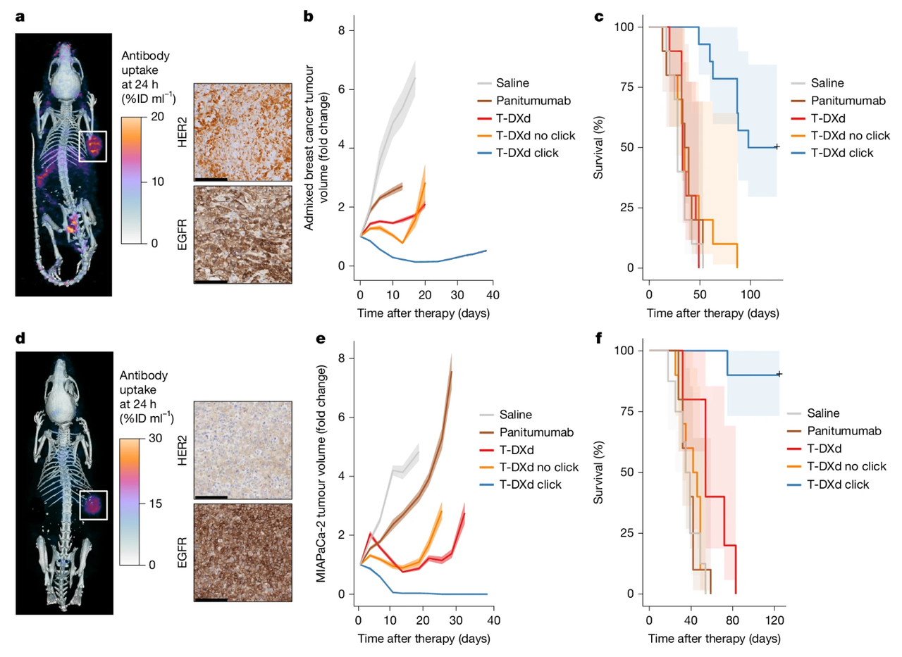 Antibody–ADC click activity in T-DXd-nonresponsive and resistant tumor models