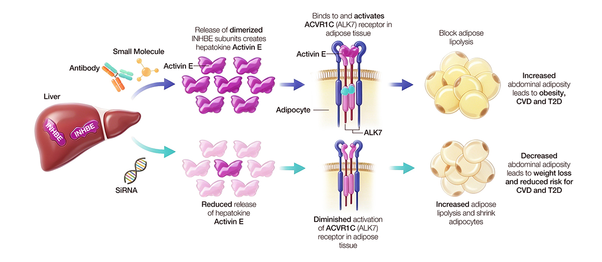 INHBE–ALK7 signaling pathway