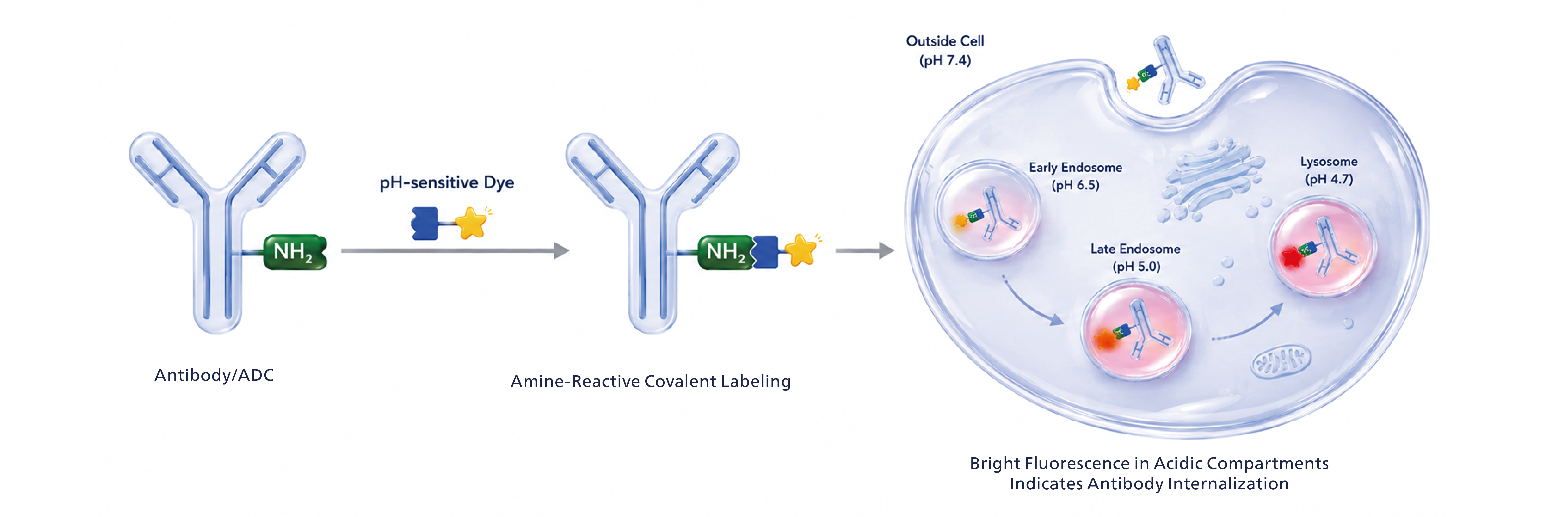 pHintra antibody labeling kit principle for pH-sensitive antibody internalization detection.