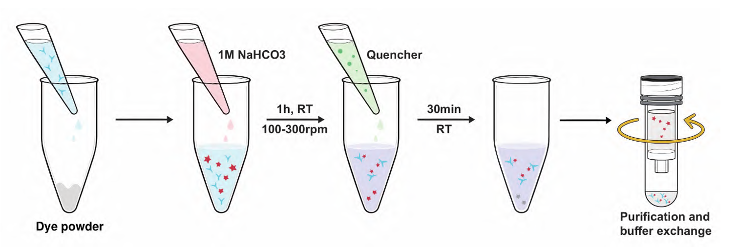 pHintra antibody labeling workflow using pH-sensitive fluorescent dye and spin-column purification.