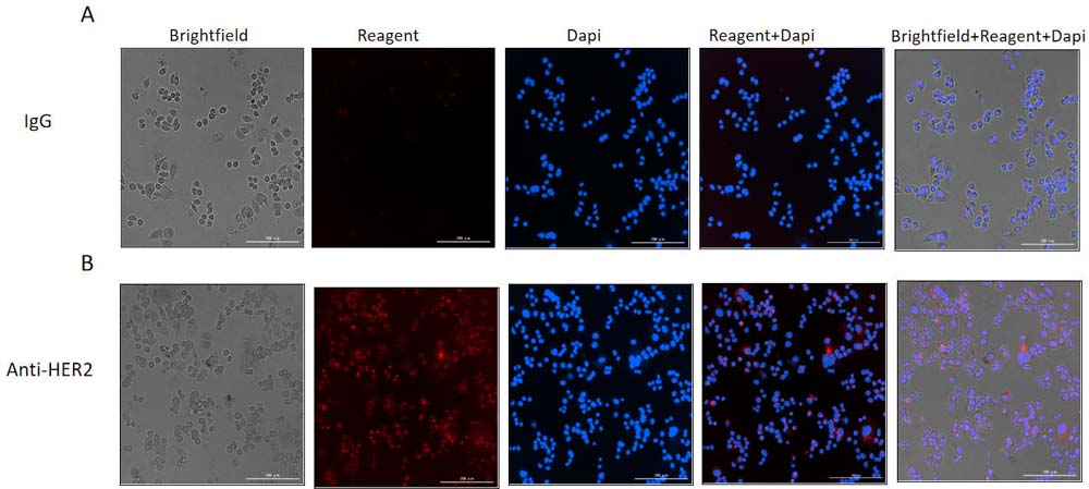 Fluorescence imaging of anti-HER2 antibody internalization using pH-sensitive fluorescent labeling.
