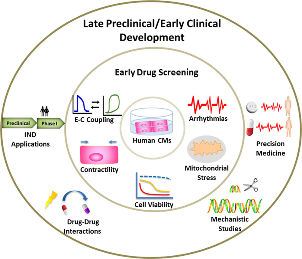 Cardiomyocyte phenotypic changes assessed during drug screening