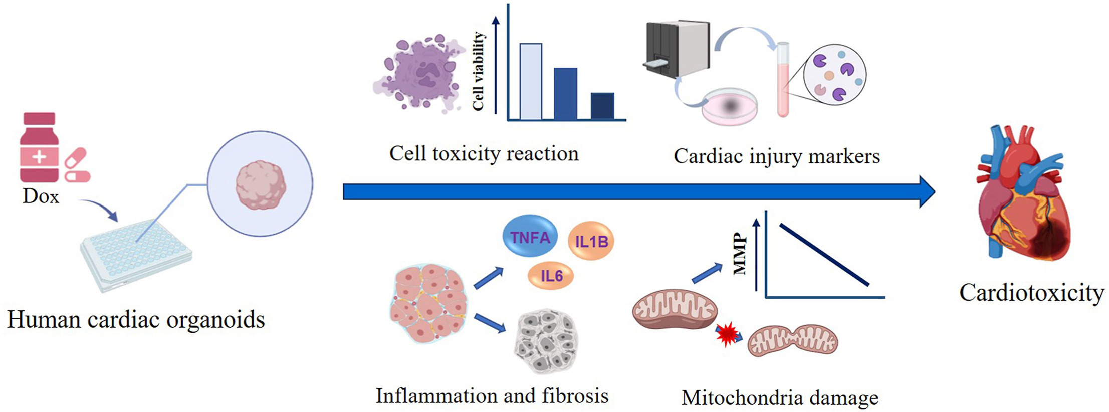 Doxorubicin-induced cardiotoxicity in human cardiac organoids