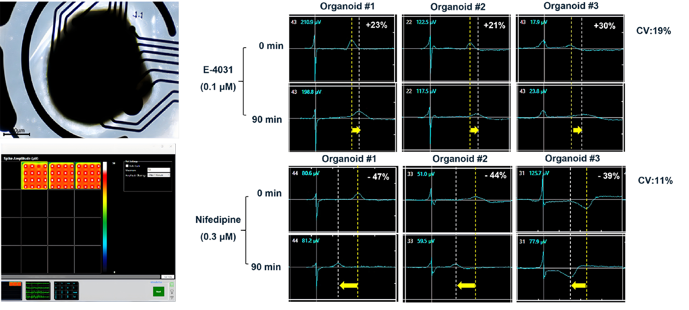 MEA-based cardiac safety assessment