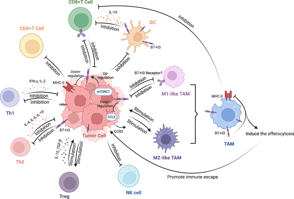 Immunomodulatory function B7-H3 in the TME