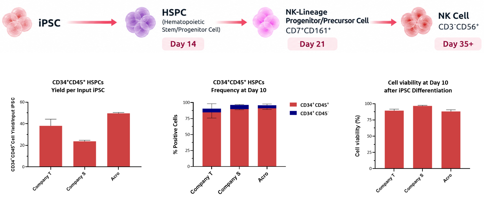 iPSC to NK cell differentiation workflow