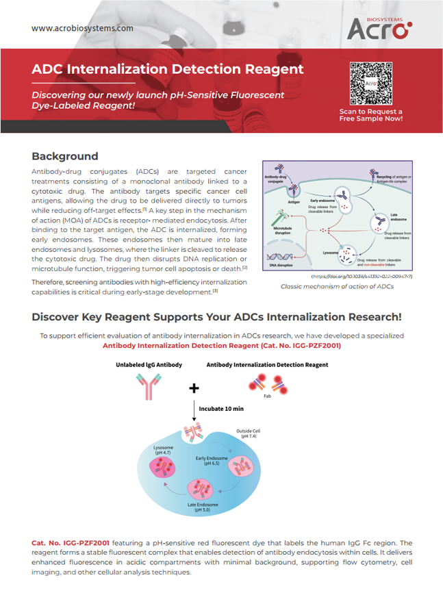 ADC Internalization Detection Reagent