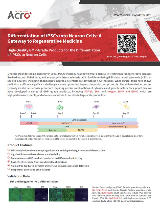 Differentiation of ipSCs into Neuron Cells A Gateway to Regenerative Medicine