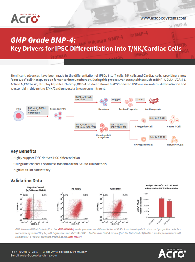 GMP Grade BMP-4 Key Drivers for iPSC Differentiation into TNK Cells
